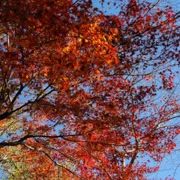 相模湖公園內的紅葉。