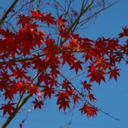 紅葉。