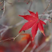 總會找到一兩片的紅葉，