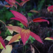 酒店門外的紅葉。