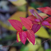 酒店門外的紅葉。