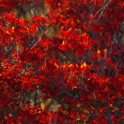 新潟遇上旅程上最紅的紅葉。