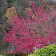 以為是園內紅葉‧‧‧