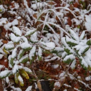 雪掛在樹上。