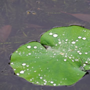 荷業上水珠。