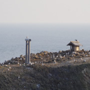 『經島』是黑尾鷗的繁殖地。