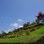 遺址另一邊的公園。