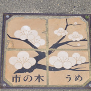 市の木‧うめ(梅花)。