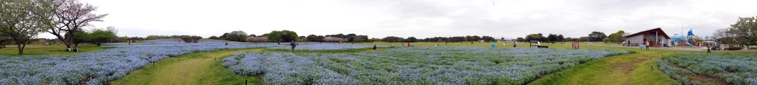 粉蝶花田@海の中道海浜公園