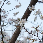 音羽公園內櫻花。