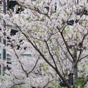 音羽公園內櫻花。