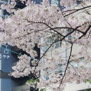 漫無目的，就被櫻花吸引來到『福岡合同庁舎本館』‧‧‧