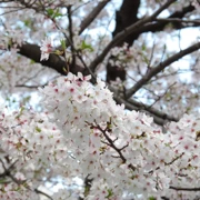 一棵盛開既櫻花。