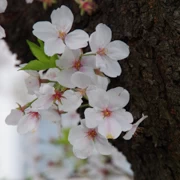 一棵盛開既櫻花。