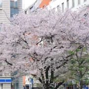 一棵盛開既櫻花。