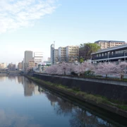 『比恵新橋』河邊旁既櫻花。