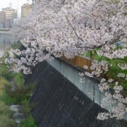 『比恵新橋』河邊旁既櫻花。