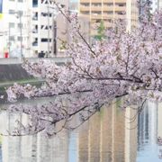 『比恵新橋』河邊旁既櫻花。