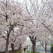 『比恵新橋』河邊旁既櫻花。