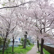 『比恵新橋』河邊旁既櫻花。