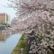 『比恵新橋』河邊旁既櫻花。