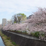 『比恵新橋』河邊旁既櫻花。