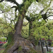 天満宮內。