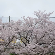 『太宰府駐車センター』旁既櫻花。