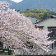 『朝日橋』旁既櫻花。