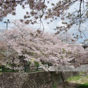 『朝日橋』旁既櫻花。