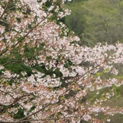 『別府ロープウェイ』旁既櫻花。