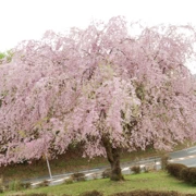 『別府ロープウェイ』旁既櫻花。