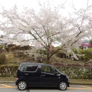 專登停低架車，就係為左旁邊既櫻花樹。