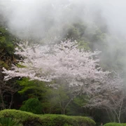 海地獄內櫻花。