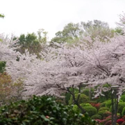 海地獄內櫻花。