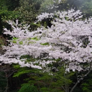 海地獄內櫻花。