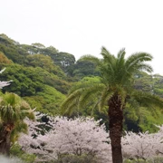 海地獄內櫻花。