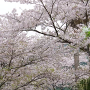 海地獄內櫻花。