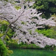 海地獄內櫻花。