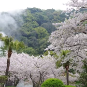 海地獄內櫻花。