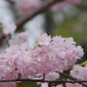 鬼石坊地獄內櫻花。