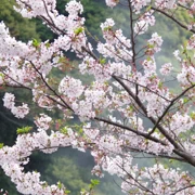 かまど地獄既櫻花。