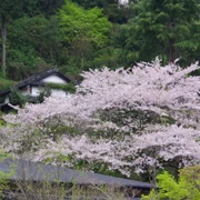 血の池地獄停車場既櫻花。