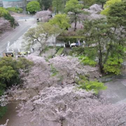 小倉城附近既櫻花。