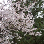 勝山公園既櫻花。