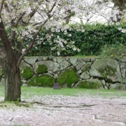 勝山公園既櫻花。