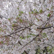 勝山公園既櫻花。