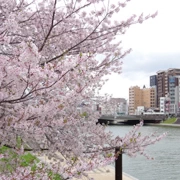 勝山公園既櫻花。