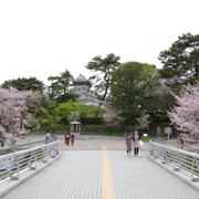 勝山公園既櫻花。