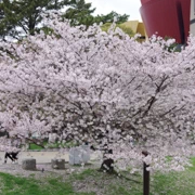 勝山公園既櫻花。